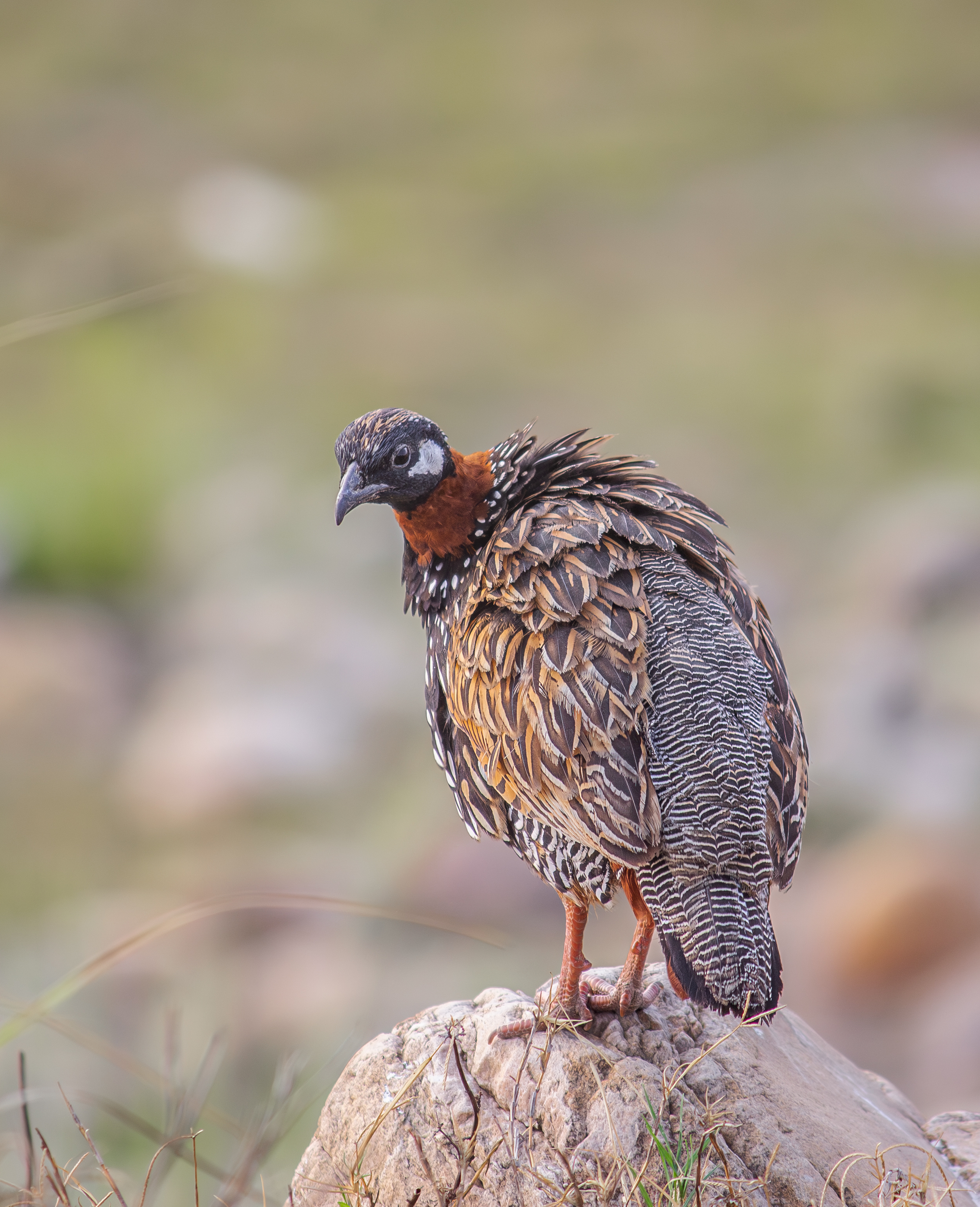 Birds in the wilderness